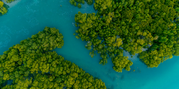 What Are Mangroves And Why Are They So Important?